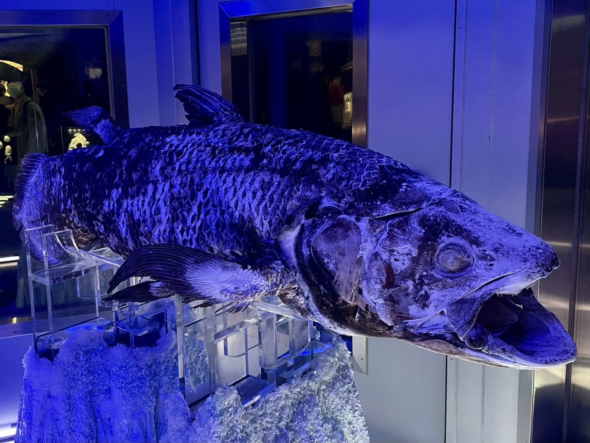 🐠 누마즈항 심해수족관 (Numazu Deep Sea Aquarium) 이미지 5